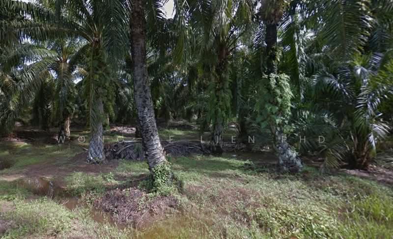 Agricultural Land for Sale in Jeram (Selangor) - Wong Ye Lien PhD - Exterior - PropertyGuru.com.my