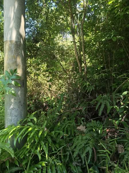 Agricultural Land for Sale in Bentong (Pahang) - Leng Eng Teh - PropertyGuru.com.my