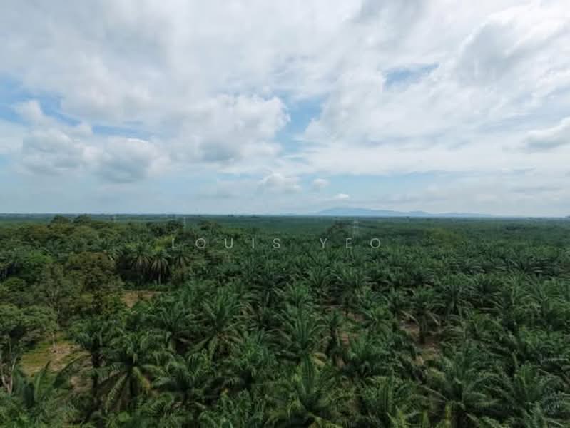 Agricultural Land for Sale in Pontian (Johor) - Louis Yeo - Exterior - PropertyGuru.com.my