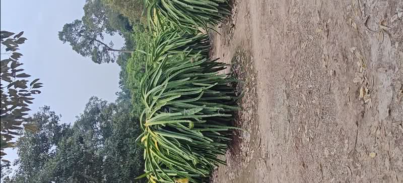 Agricultural Land for Sale in Tanjung Sepat (Tanjong Sepat) - Elynn Chia - Exterior - PropertyGuru.com.my