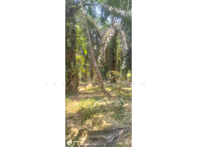 Agricultural Land for Sale in Karak (Pahang) - Leng Eng Teh - PropertyGuru.com.my