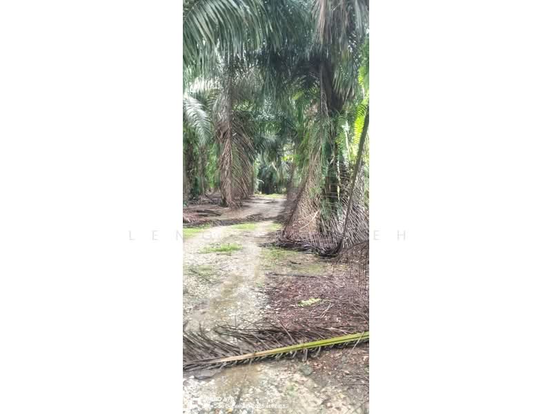 Agricultural Land for Sale in Karak (Pahang) - Leng Eng Teh - PropertyGuru.com.my