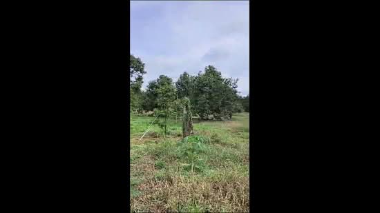 Tanah Pertanian untuk Dijual di Kayu Ara Pasong (Ayer Baloi) - Mindy Lee - PropertyGuru.com.my