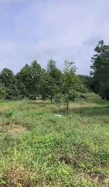Tanah Pertanian untuk Dijual di Kayu Ara Pasong (Ayer Baloi) - Mindy Lee - Garden - PropertyGuru.com.my