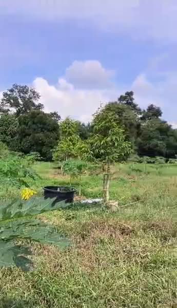 Tanah Pertanian untuk Dijual di Kayu Ara Pasong (Ayer Baloi) - Mindy Lee - Garden - PropertyGuru.com.my