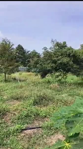 Tanah Pertanian untuk Dijual di Kayu Ara Pasong (Ayer Baloi) - Mindy Lee - Garden - PropertyGuru.com.my