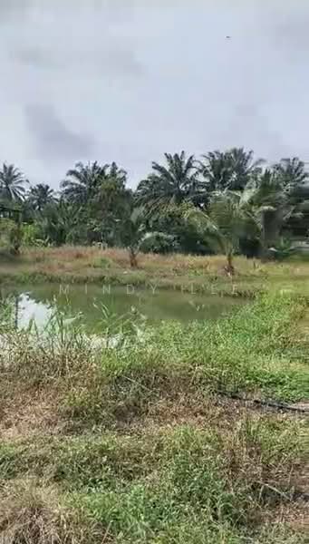 Tanah Pertanian untuk Dijual di Kayu Ara Pasong (Ayer Baloi) - Mindy Lee - Exterior - PropertyGuru.com.my