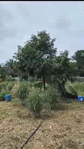 Tanah Pertanian untuk Dijual di Kayu Ara Pasong (Ayer Baloi) - Mindy Lee - Garden - PropertyGuru.com.my