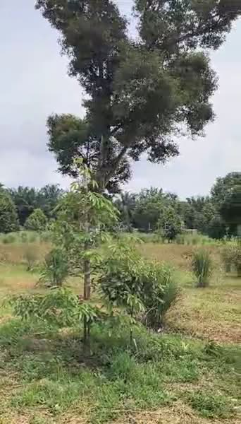Tanah Pertanian untuk Dijual di Kayu Ara Pasong (Ayer Baloi) - Mindy Lee - Garden - PropertyGuru.com.my