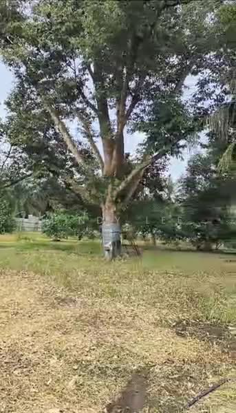 Tanah Pertanian untuk Dijual di Kayu Ara Pasong (Ayer Baloi) - Mindy Lee - Exterior - PropertyGuru.com.my