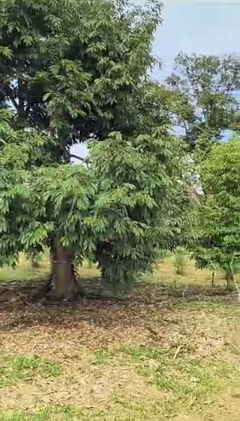 Tanah Pertanian untuk Dijual di Kayu Ara Pasong (Ayer Baloi) - Mindy Lee - Garden - PropertyGuru.com.my
