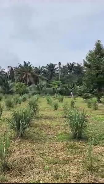 Tanah Pertanian untuk Dijual di Kayu Ara Pasong (Ayer Baloi) - Mindy Lee - Garden - PropertyGuru.com.my