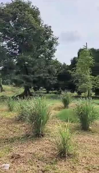 Tanah Pertanian untuk Dijual di Kayu Ara Pasong (Ayer Baloi) - Mindy Lee - Garden - PropertyGuru.com.my