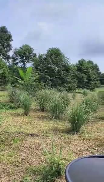 Tanah Pertanian untuk Dijual di Kayu Ara Pasong (Ayer Baloi) - Mindy Lee - Garden - PropertyGuru.com.my