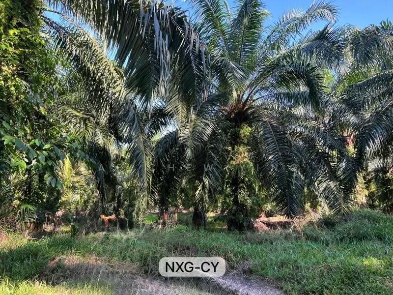 Agricultural Land for Sale in Jugra (Banting) - Yap Chew Ying - PropertyGuru.com.my