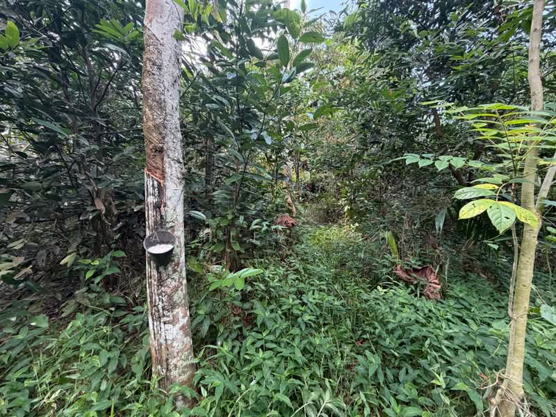 Tanah Pertanian untuk Dijual di Sungai Tiram (Ulu Tiram) - Ashley Goh - PropertyGuru.com.my