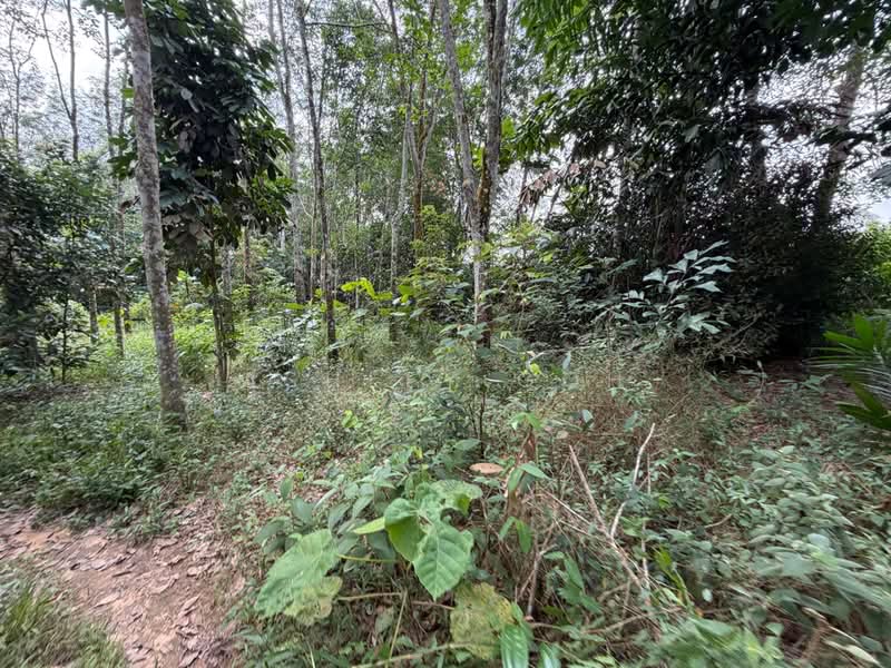 Tanah Pertanian untuk Dijual di Sungai Tiram (Ulu Tiram) - Ashley Goh - PropertyGuru.com.my