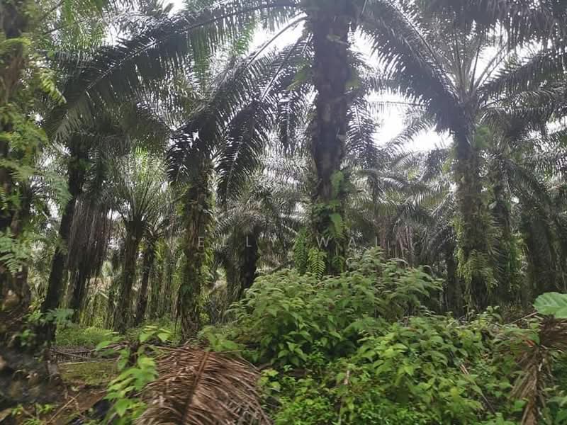 Tanah Pertanian untuk Dijual di Kota Tinggi (Johor) - Kelly Wai - Exterior - PropertyGuru.com.my