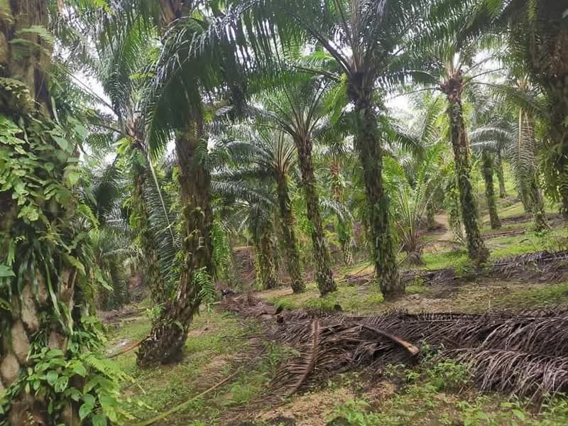 Tanah Pertanian untuk Dijual di Kota Tinggi (Johor) - Kelly Wai - Exterior - PropertyGuru.com.my
