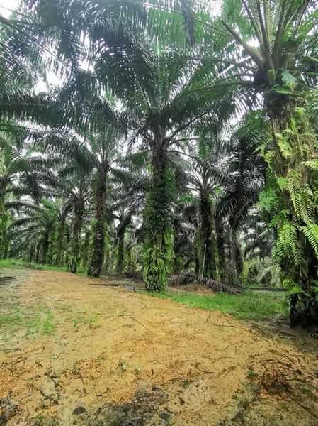 Tanah Pertanian untuk Dijual di Kota Tinggi (Johor) - Kelly Wai - Exterior - PropertyGuru.com.my