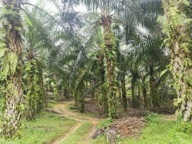 Tanah Pertanian untuk Dijual di Kota Tinggi (Johor) - Kelly Wai - Exterior - PropertyGuru.com.my