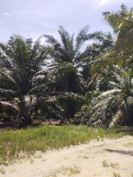 Agricultural Land for Sale in Matang (Perak) - Jenny Choong - Exterior - PropertyGuru.com.my