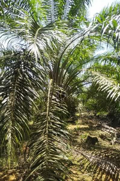 Agricultural Land for Sale in Matang (Perak) - Jenny Choong - Garden - PropertyGuru.com.my