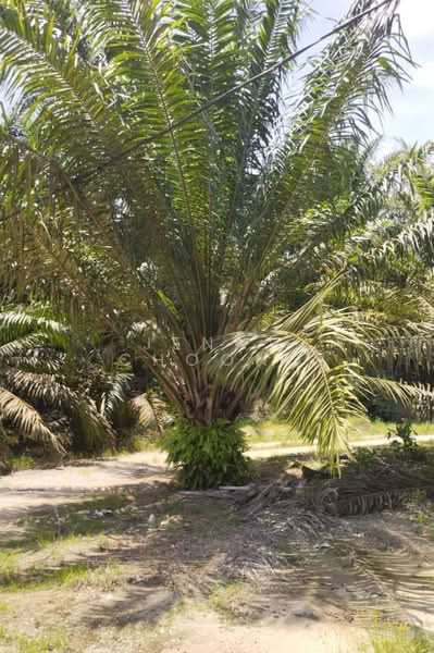 Agricultural Land for Sale in Matang (Perak) - Jenny Choong - PropertyGuru.com.my