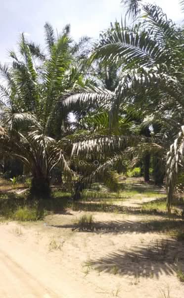 Agricultural Land for Sale in Matang (Perak) - Jenny Choong - Exterior - PropertyGuru.com.my