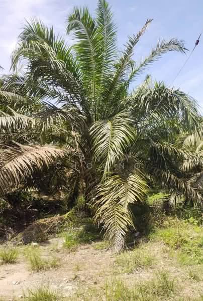 Agricultural Land for Sale in Matang (Perak) - Jenny Choong - PropertyGuru.com.my