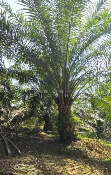 Agricultural Land for Sale in Matang (Perak) - Jenny Choong - Exterior - PropertyGuru.com.my