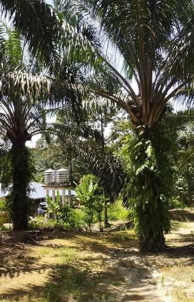 Agricultural Land for Sale in Matang (Perak) - Jenny Choong - Exterior - PropertyGuru.com.my