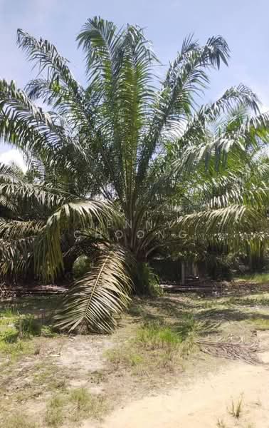 Agricultural Land for Sale in Matang (Perak) - Jenny Choong - PropertyGuru.com.my