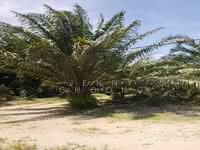For Sale - Trong, Perak
