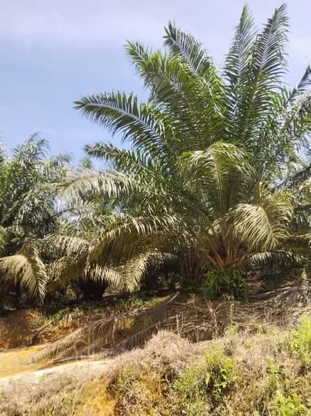 Agricultural Land for Sale in Matang (Perak) - Jenny Choong - PropertyGuru.com.my