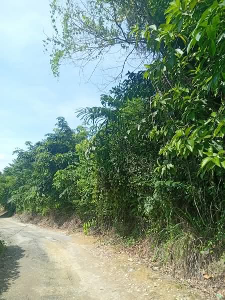 Tanah Pertanian untuk Dijual di Machang Bubok (Bukit Mertajam) - Yee Choi Hong - Exterior - PropertyGuru.com.my