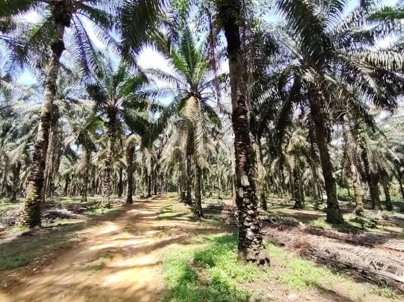 Tanah Pertanian untuk Dijual di Kampung Baru Seelong (Senai) - Kelly Wai - Exterior - PropertyGuru.com.my