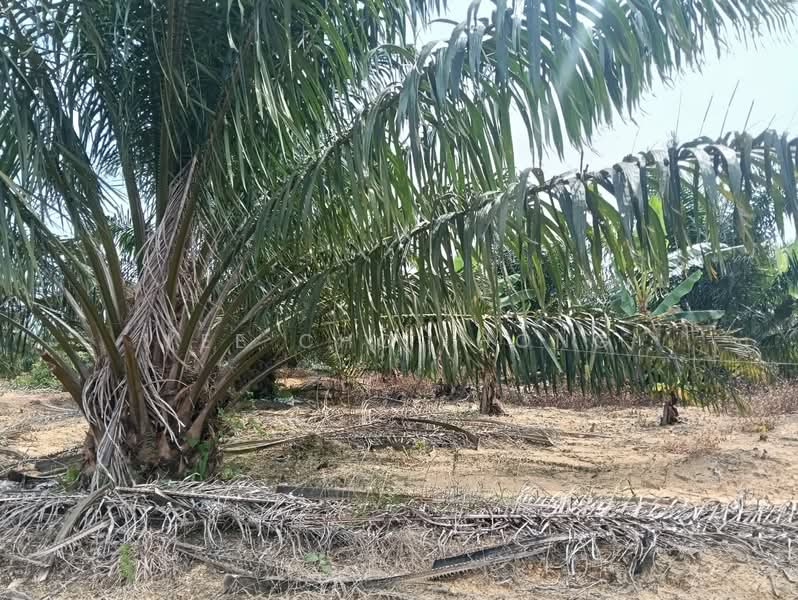 Agricultural Land for Sale in Mersing (Johor) - Yee Choi Hong - PropertyGuru.com.my