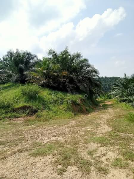 Agricultural Land for Sale in Mersing (Johor) - Yee Choi Hong - Exterior - PropertyGuru.com.my