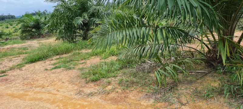 Agricultural Land for Sale in Mersing (Johor) - Yee Choi Hong - Exterior - PropertyGuru.com.my