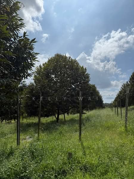 Agricultural Land for Sale in Kota Tinggi (Johor) - Kelly Wai - Exterior - PropertyGuru.com.my