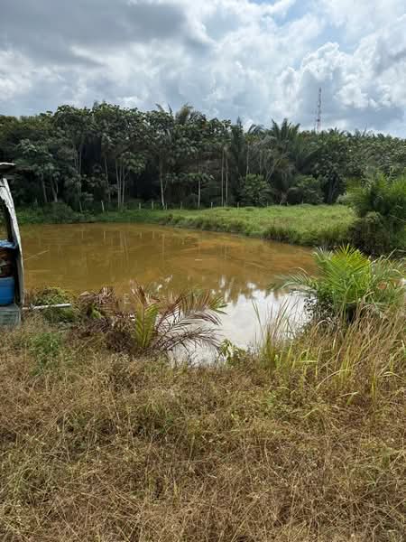 Agricultural Land for Sale in Kota Tinggi (Johor) - Kelly Wai - Exterior - PropertyGuru.com.my