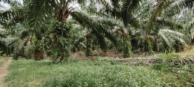 Agricultural Land for Sale in Batu Pahat (Johor) - Jessie Tan - Exterior - PropertyGuru.com.my