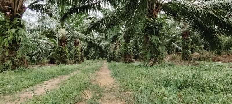Agricultural Land for Sale in Batu Pahat (Johor) - Jessie Tan - Exterior - PropertyGuru.com.my