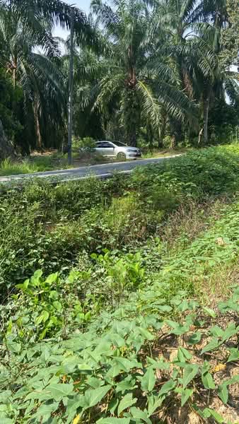 Tanah Pertanian untuk Dijual di Pekan Sungai Pelek (Sepang) - Yanie Yussuf - Exterior - PropertyGuru.com.my
