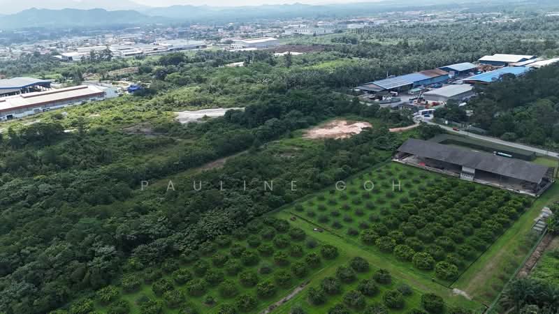 Tanah Pertanian untuk Dijual di Pekan Nanas (Johor) - Pauline Goh - PropertyGuru.com.my