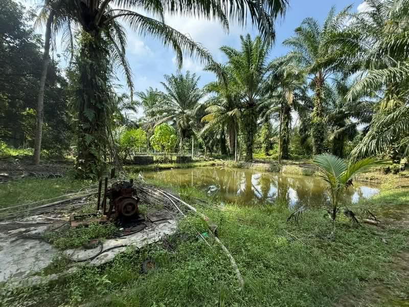 Agricultural Land for Sale in Antara Gapi (Ulu Yam) - Sam Jamal - Garden - PropertyGuru.com.my