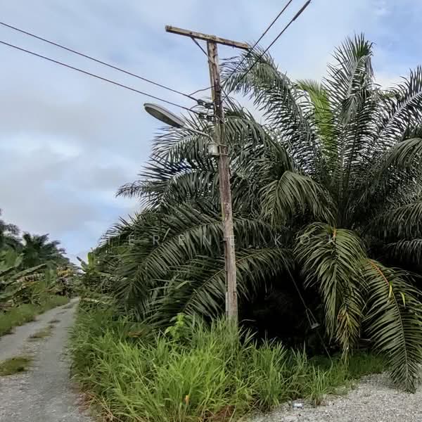 Agricultural Land for Sale in Kuching (Sarawak) - Sherene Kok - Exterior - PropertyGuru.com.my