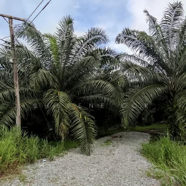 Agricultural Land for Sale in Kuching (Sarawak) - Sherene Kok - Exterior - PropertyGuru.com.my