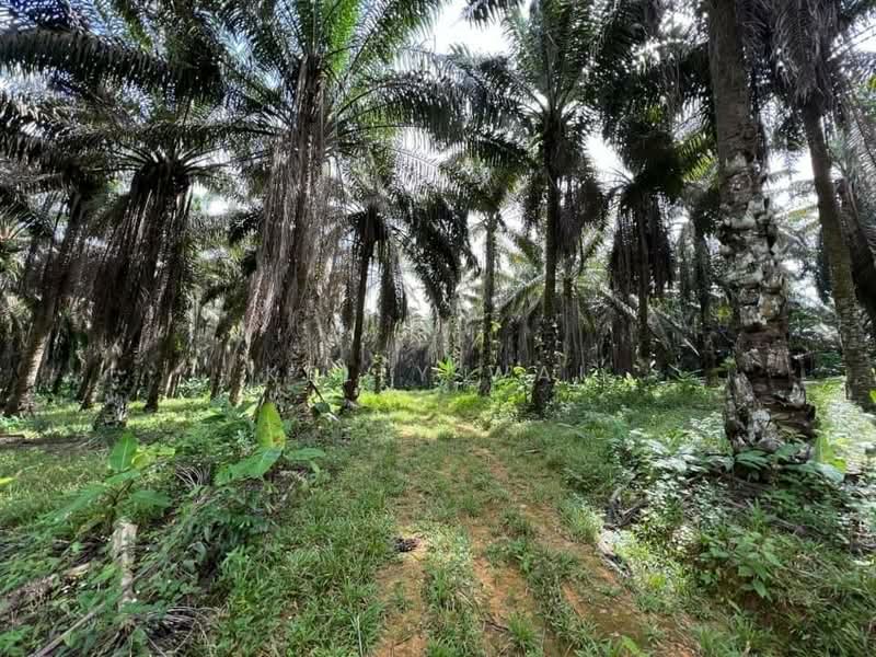 Tanah Pertanian untuk Dijual di Jemaluang (Johor) - Kelly Wai - Exterior - PropertyGuru.com.my